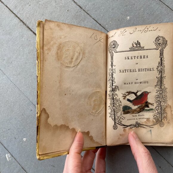 Mary Howitt, The Spider & the Fly, Antique Book, Sketches of Natural History - Picture 9 of 9